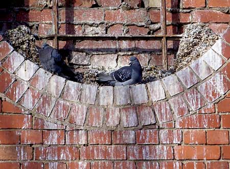 pigeon fouling