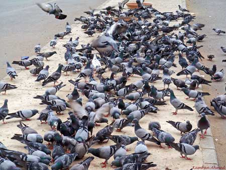 pigeon hazard